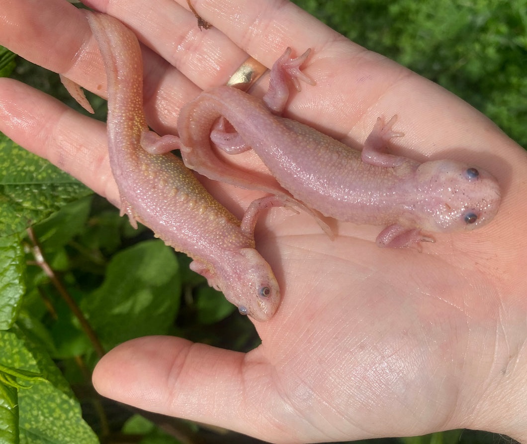 Leucistic Spanish Ribbed Newt Adults